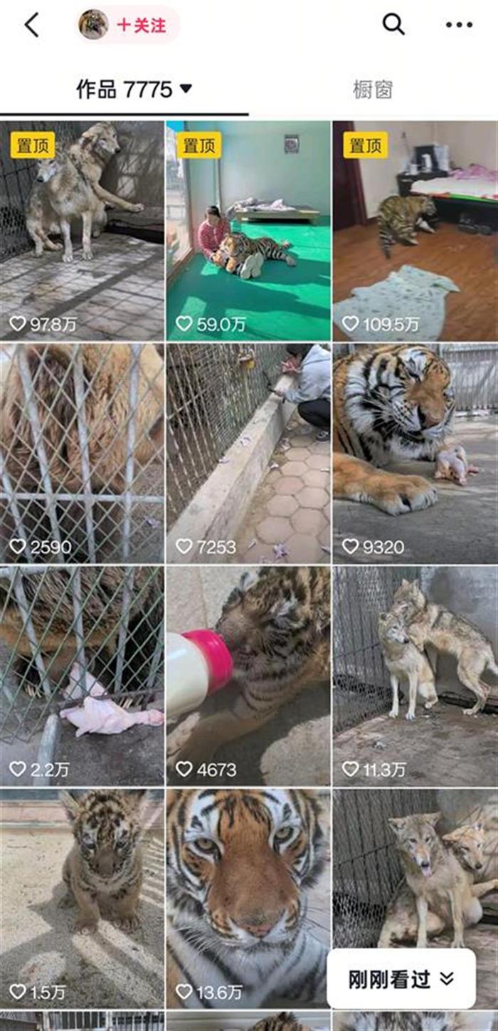 狼為何見飼養(yǎng)員躲墻角發(fā)抖？動物專家揭秘氣味與信任的博弈