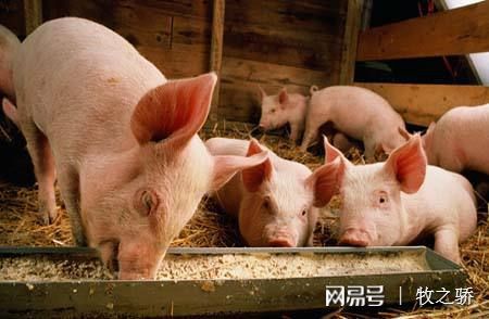 豬場保健養(yǎng)大于防、防大于治的科學(xué)理念解析