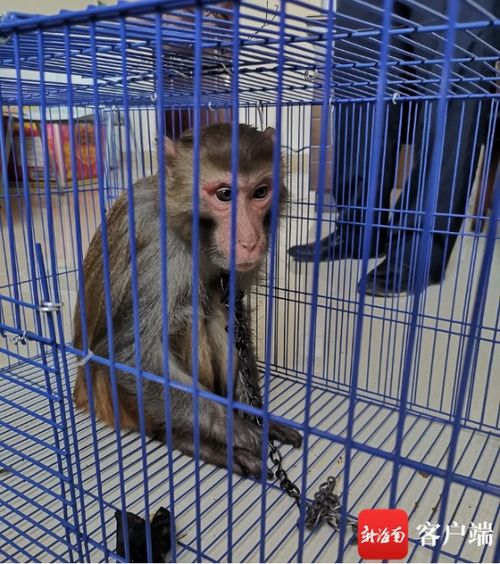 違法飼養國家二級保護動物獼猴，白沙一男子被依法刑拘