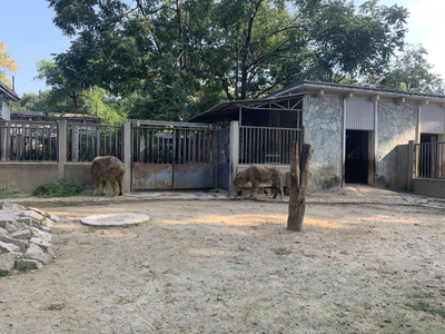 小斑馬、小長角羚…北京動物園今年新添343只“小萌寵”，飼料生產如何支撐？