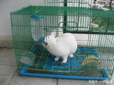 科學飼養兔子 蔬菜選擇指南與飼料搭配，守護腸胃健康