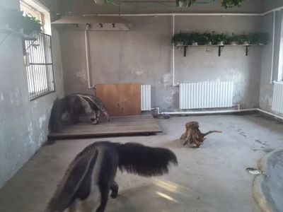大冷天，天津動物園動物沒秋褲怎么過？第一個就能讓你笑哭了！