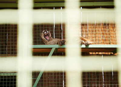 人類與自然的溫情絲線 現代動物飼養的責任與關愛