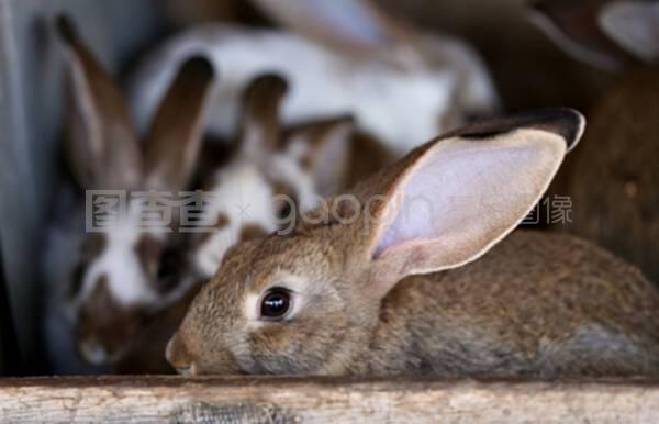 幼兔動物養殖場及繁殖技術，飼料生產全攻略