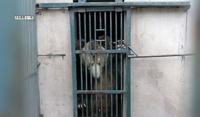 河南動物園棕熊咬死飼養員后續 肇事熊被關“禁閉”，飼料生產安全引關注