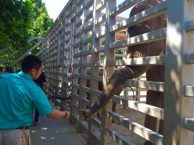 動物園里過“六一” 飼養員展示大象訓練與飼料生產的幕后智慧