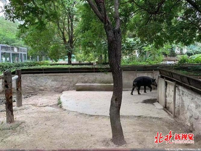 回應(yīng)背后 北京動(dòng)物園的“貘”然與飼養(yǎng)之道