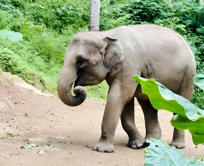 猛獸的凝視 女子游動(dòng)物園遭遇獅子異常盯防，飼養(yǎng)員果斷建議立即離開