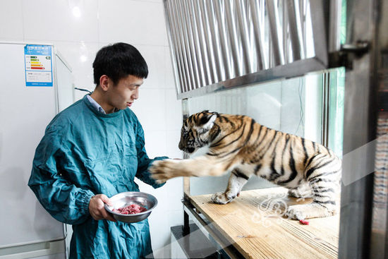 快來重慶動(dòng)物園看剛出生的華南虎 不到半歲每天要吃四斤肉(組圖)